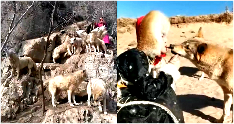 Meet China’s ‘Queen of Wolves’ Who Raised a Pack of 36 Wolves