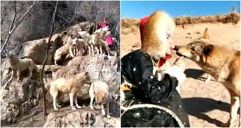 Meet China’s ‘Queen of Wolves’ Who Raised a Pack of 36 Wolves