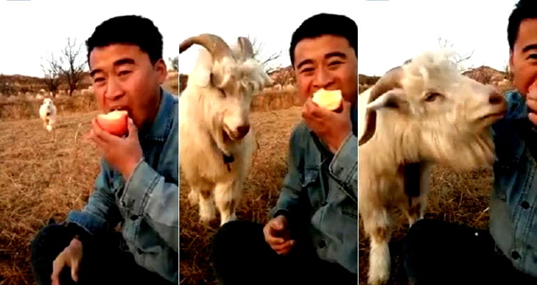 Hungry Goat Spared From Slaughter After Becoming Adorable Celebrity in China