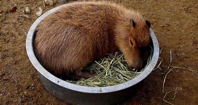 Japanese Zoo Remembers Beloved Capybara Killed in Vicious Fight With Brother