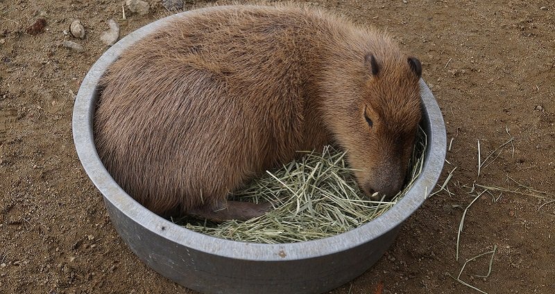 Japanese Zoo Remembers Beloved Capybara Killed in Vicious Fight With Brother picture