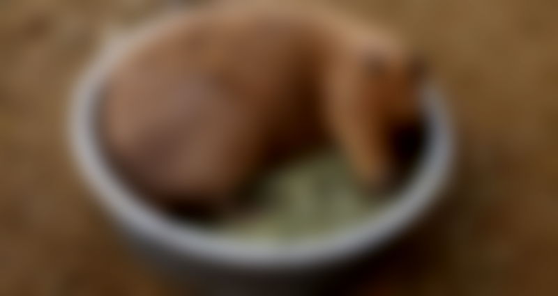 Japanese Zoo Remembers Beloved Capybara Killed in Vicious Fight With Brother