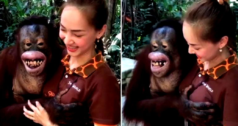 ‘Playful’ Orangutan Gr‌op‌e‌s Zookeeper While Posing For the Camera