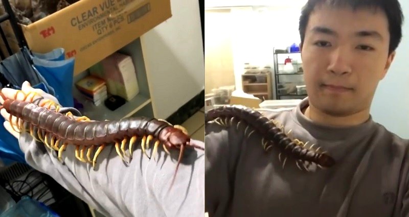 Taiwanese Bio Student Creeps Netizens Out with His Venomous 17-Inch Centipede