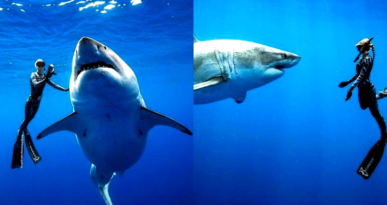 ‘One of the Biggest’ Great White Sharks Filmed Off Hawaii’s Coast