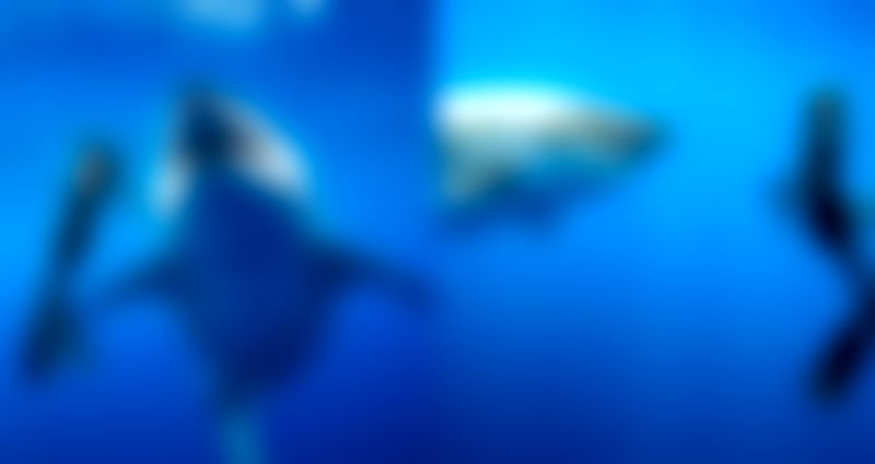 ‘One of the Biggest’ Great White Sharks Filmed Off Hawaii’s Coast