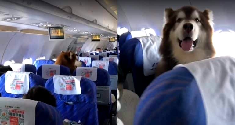 Giant Emotional Support Dog on a Plane Flies Into Netizens’ Hearts