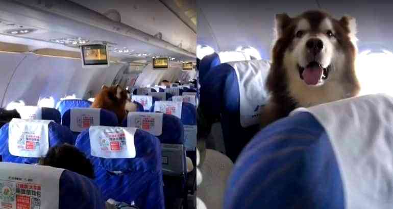 Giant Emotional Support Dog on a Plane Flies Into Netizens’ Hearts