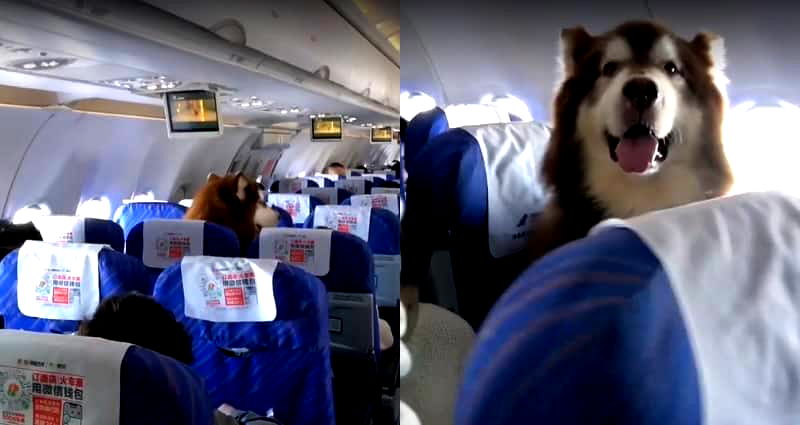 Giant Emotional Support Dog on a Plane Flies Into Netizens’ Hearts