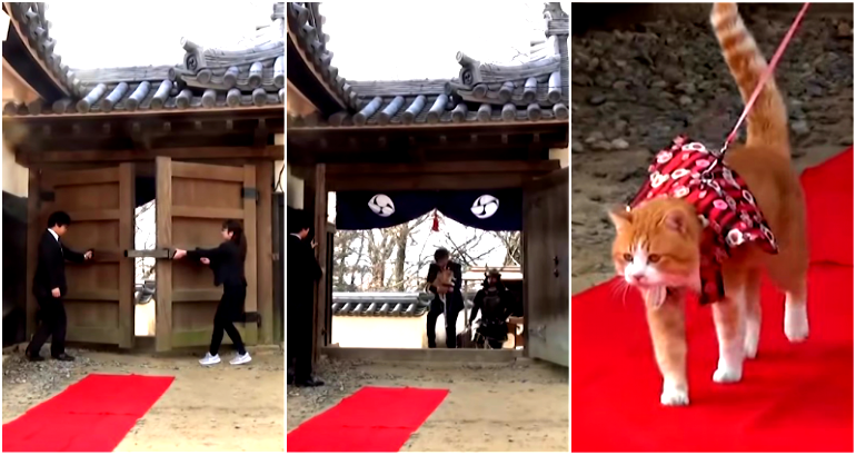 Cat Becomes the ‘Lord’ of a Japanese Castle, Rakes in Tourism Money After Devastating Floods