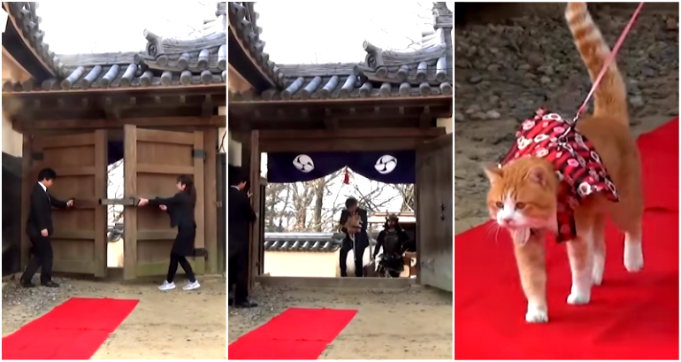 Cat Becomes the ‘Lord’ of a Japanese Castle, Rakes in Tourism Money After Devastating Floods