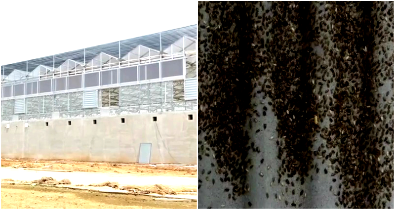 Chinese Factory Uses 1 Billion Cockroaches to Eat 55 Tons of Food Waste a Day