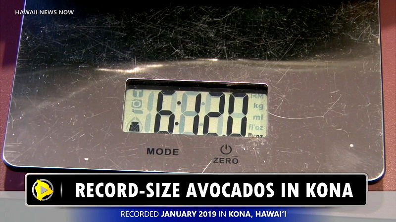 A farmer from Holualao, Hawaii has been making news lately for his incredibly large avocados, which are as heavy as a human baby.