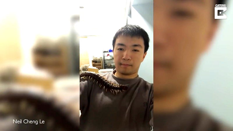 Most often, people go for tarantulas or scorpions when they want to have a more exotic pet; but not Taiwanese student Neil Cheng Le – he prefers to have a creepy, 17-inch long highly venomous centipede crawling on his body.