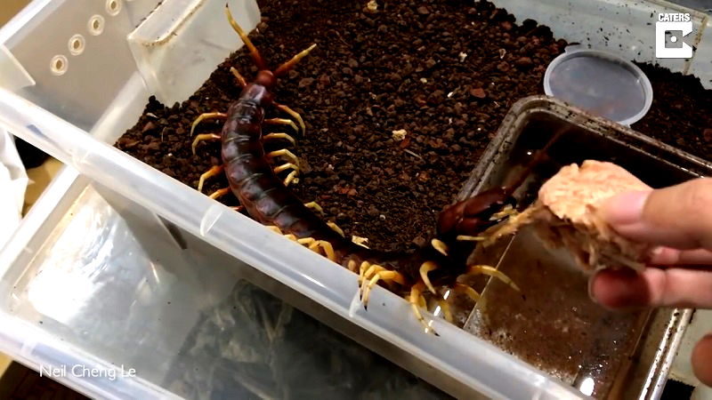 Most often, people go for tarantulas or scorpions when they want to have a more exotic pet; but not Taiwanese student Neil Cheng Le – he prefers to have a creepy, 17-inch long highly venomous centipede crawling on his body.