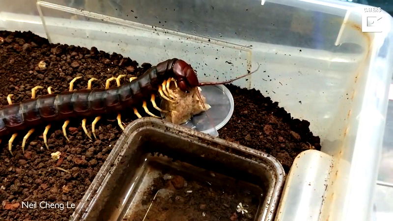 Most often, people go for tarantulas or scorpions when they want to have a more exotic pet; but not Taiwanese student Neil Cheng Le – he prefers to have a creepy, 17-inch long highly venomous centipede crawling on his body.