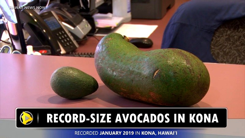 A farmer from Holualao, Hawaii has been making news lately for his incredibly large avocados, which are as heavy as a human baby.