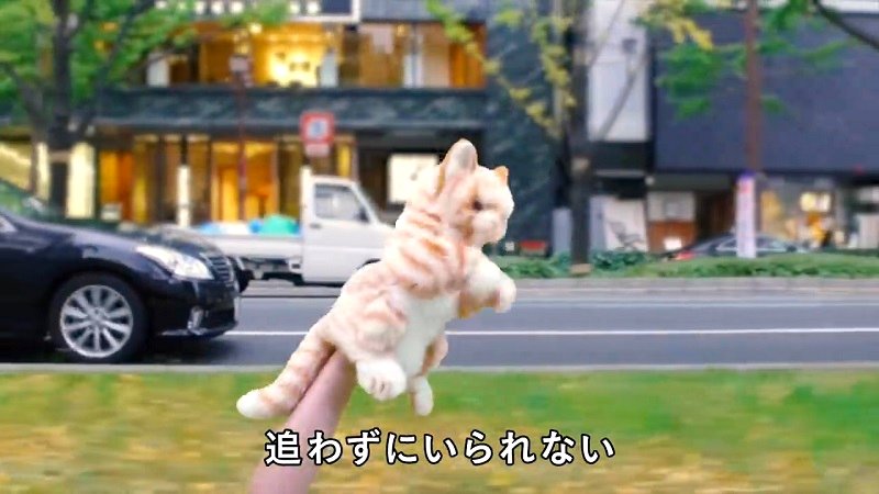 Animal psychologists at Kyoto University have recently launched a public service video to educate cats about traffic safety.