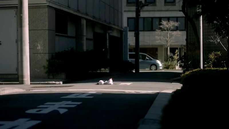 Animal psychologists at Kyoto University have recently launched a public service video to educate cats about traffic safety.