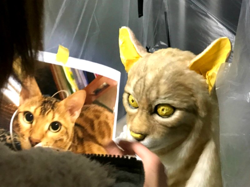 Cat lovers in Japan can now turn themselves into hyper-realistic clones of their pets.