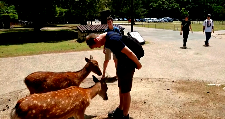 80% of the People Getting Injured at Japan’s Nara Deer Park are Foreigners