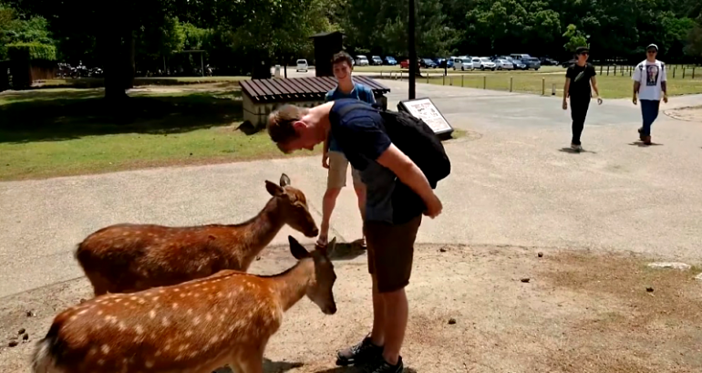 80% of the People Getting Injured at Japan’s Nara Deer Park are Foreigners