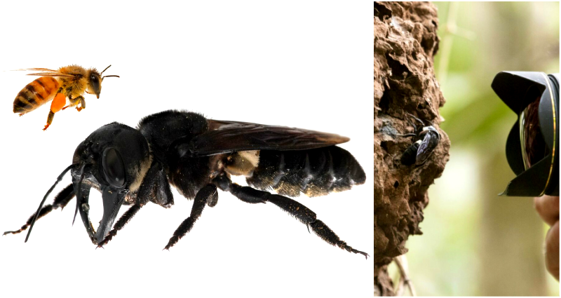 World’s Largest Bee Thought Extinct Makes a Comeback in Indonesia