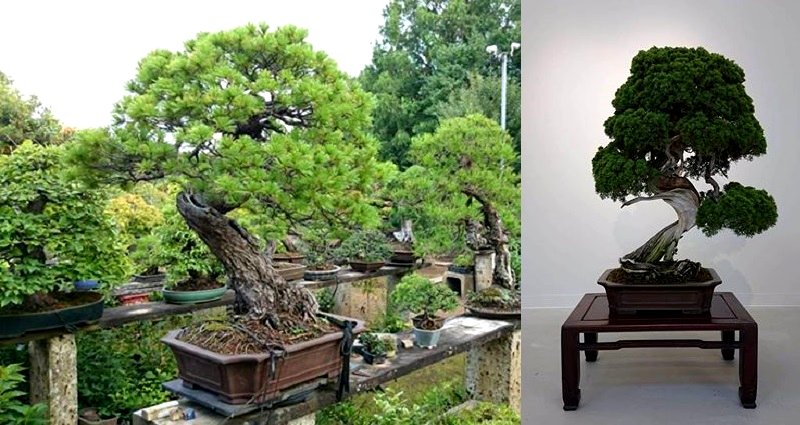Thieves Steal 400-Year-Old Bonsai Trees Worth $118,000 in Japan