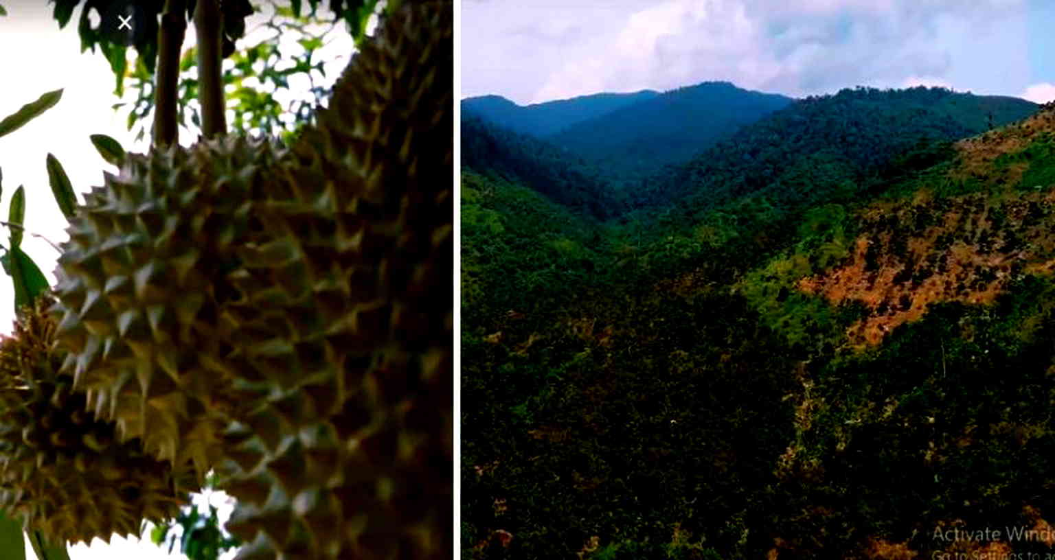 China’s Craving For Durian Threatens Malaysia’s Rainforests, Environmentalists Warn