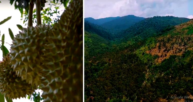 China’s Craving For Durian Threatens Malaysia’s Rainforests, Environmentalists Warn