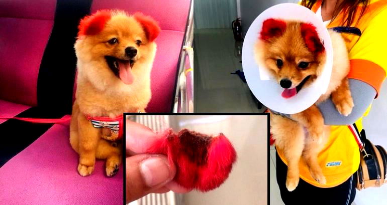 Dog’s Ear Falls Off After Allergic Reaction ‌Because Owner Dyed It Pink