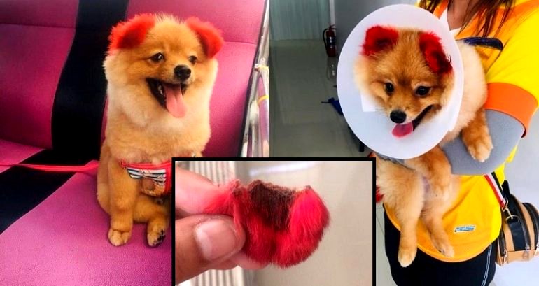 Dog’s Ear Falls Off After Allergic Reaction ‌Because Owner Dyed It Pink