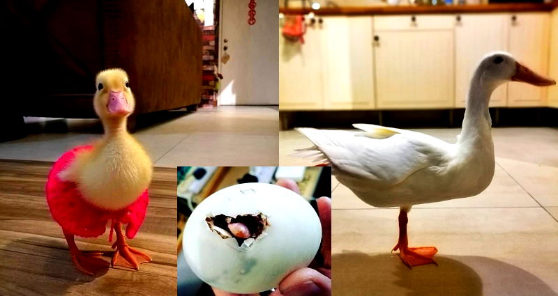 Malaysian Woman Hatches Balut Egg Out of Curiosity, Gets a Beautiful Duck