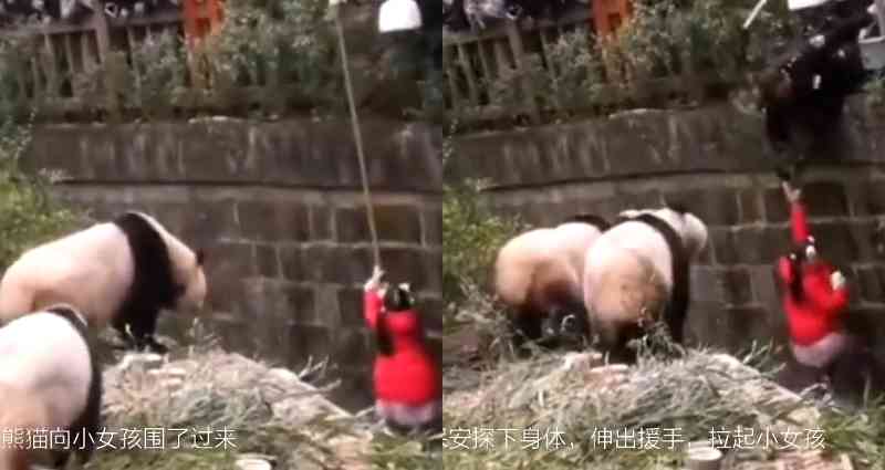 Curious Pandas Watch as Girl is Saved After Falling Into Their Enclosure