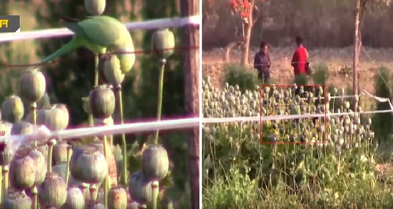 Opium-Addicted Parrots Are Destroying Poppy Crops in India