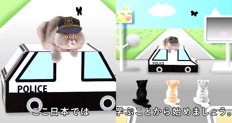 Animal Psychologists in Japan Create Traffic Safety Video… for Cats