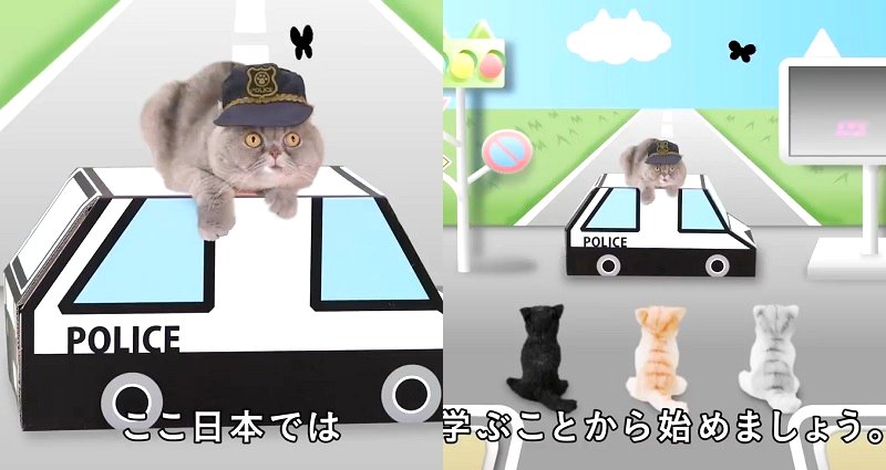 Animal Psychologists in Japan Create Traffic Safety Video for Cats