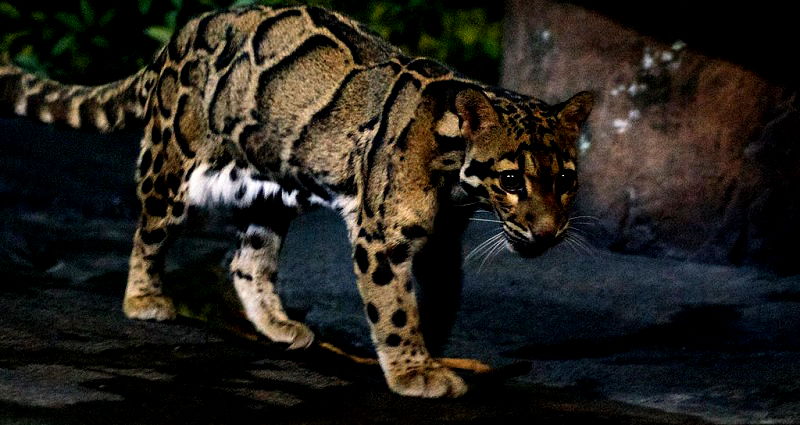 Rare Leopard Thought ‘Extinct’ Spotted in Taiwan’s Wilderness After 36 Years
