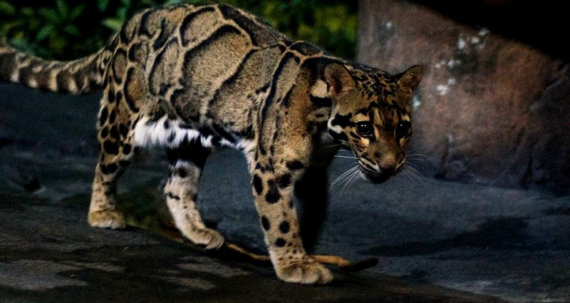 Rare Leopard Thought ‘Extinct’ Spotted in Taiwan’s Wilderness After 36 Years