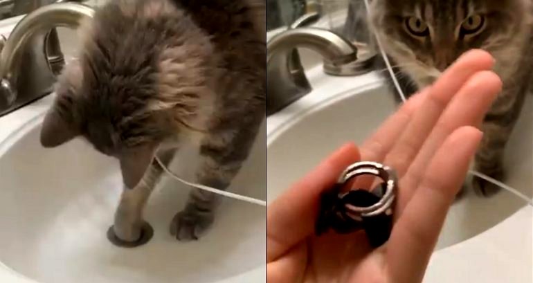 Woman Goes Viral After Using Cat to Recover a Ring That Fell Down Bathroom Sink