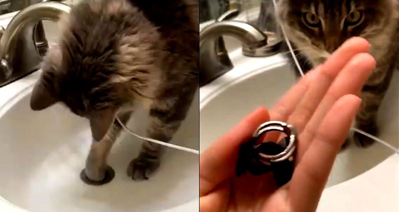 Woman Goes Viral After Using Cat to Recover a Ring That Fell Down Bathroom Sink