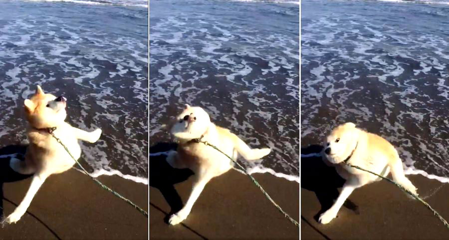 Derpy Akita Inu Visits the Beach for the First Time, Doesn’t Understand Water