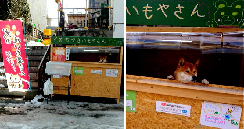 Sweet Potato Stand in Japan is Run by An Adorable Shiba Inu