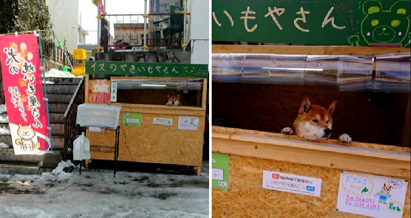 Sweet Potato Stand in Japan is Run by An Adorable Shiba Inu