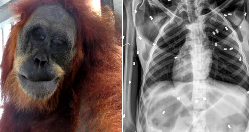Orangutan in Indonesia Rescued with 74 Air Rifle Pellets in Her Body