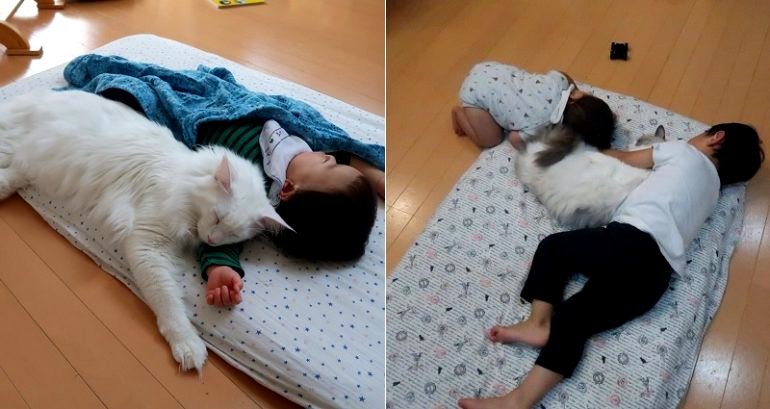 These Japanese Kids Have The Most Adorable Relationship With Their Giant Cats