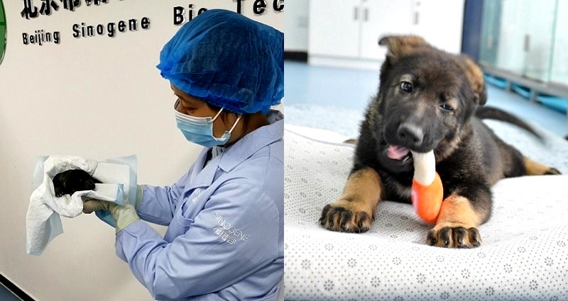 Chinese Police Cloned a Badass Wolfdog Known as the ‘Sherlock Holmes’ of Dogs