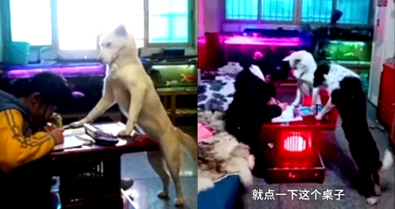 Chinese Dad Trains Dog to Watch His Daughter Do Homework