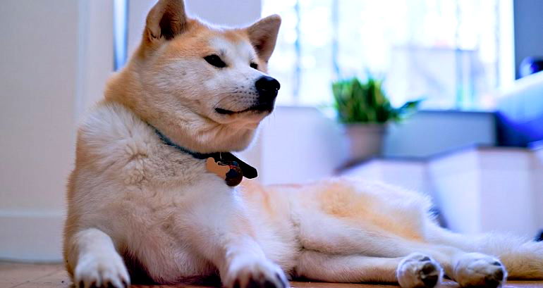 Akita Inu Honored For Being a Good Boy and Saving Elderly Woman During Walk