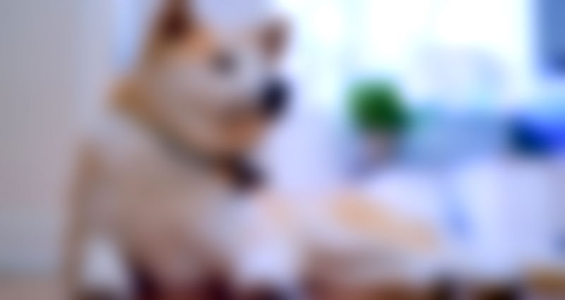 Akita Inu Honored For Being a Good Boy and Saving Elderly Woman During Walk